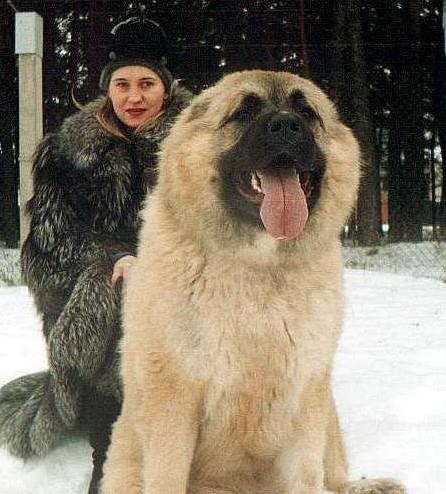 高加索最新动态报道📣✨