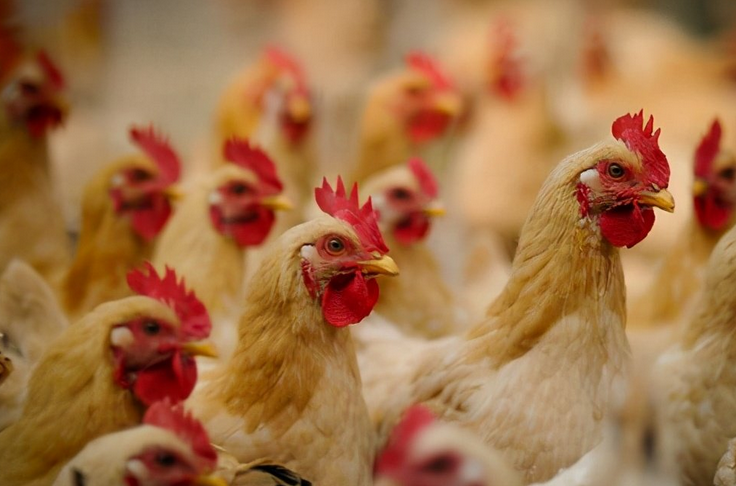 鸡的最新资讯报道