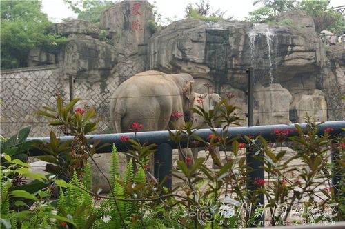漳州动物园最新探索，自然美景的治愈之旅