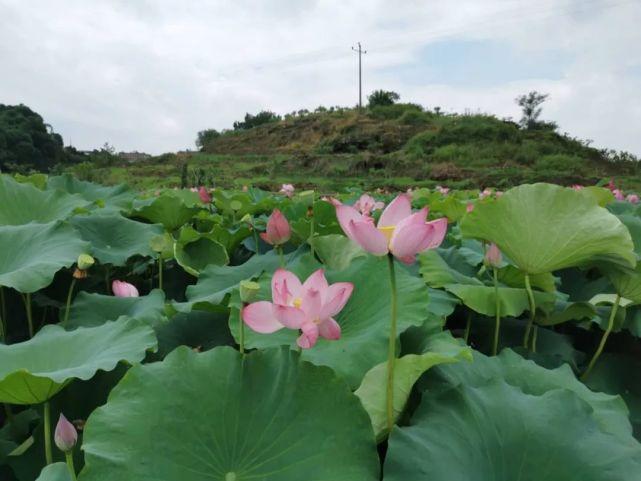 明天龙虾最新价格揭秘，小巷深处的神秘龙虾世界