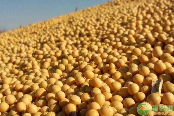 今日大豆价格走势分析，市场现状预测与最新动态